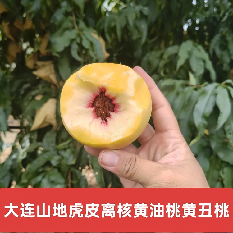【顺丰包邮】大连山区麻脸离核丑桃虎皮油桃新鲜采摘礼盒装