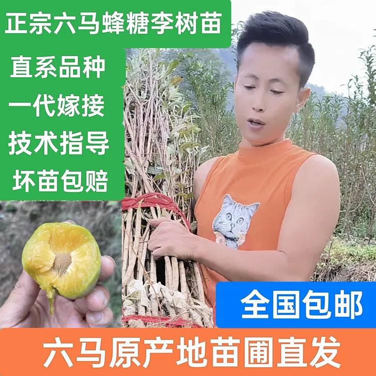 贵州正宗六马蜂糖李一代嫁接苗 原产地苗圃直发 保湿发货