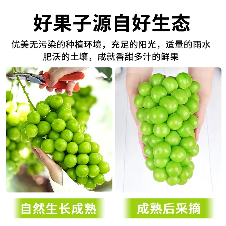 正宗阳光玫瑰无籽葡萄新鲜采摘脆甜多汁当季水果