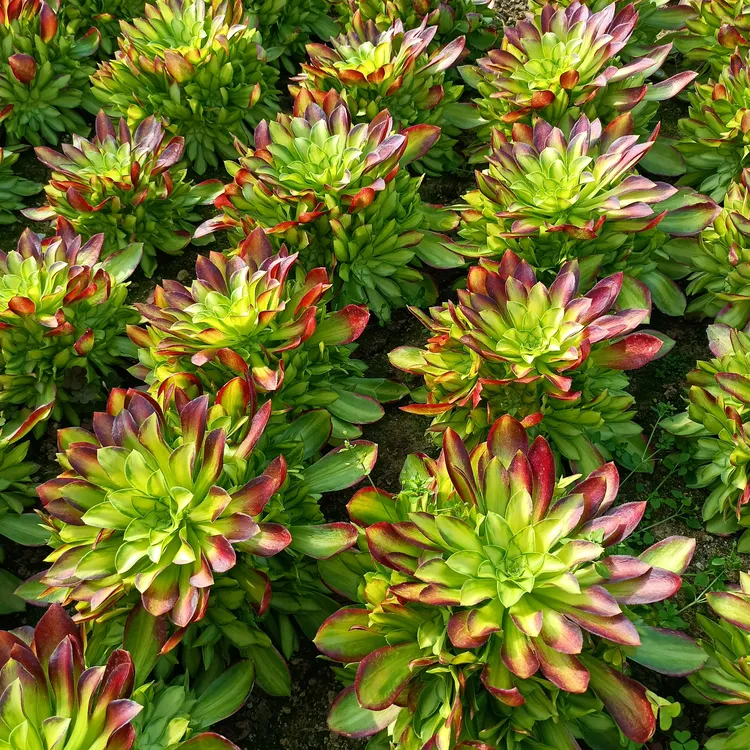 韶华法师多肉植物手捧花室内盆栽高颜值