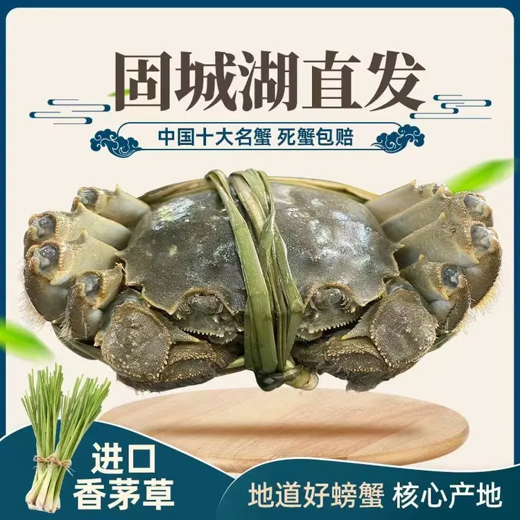 【现货】鲜活固城湖大闸蟹精品全母3.3-3.7两/只顺非空运礼盒装