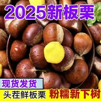 【送开果栗爪】丹 东高山老树新鲜油板栗清甜可口现摘现发