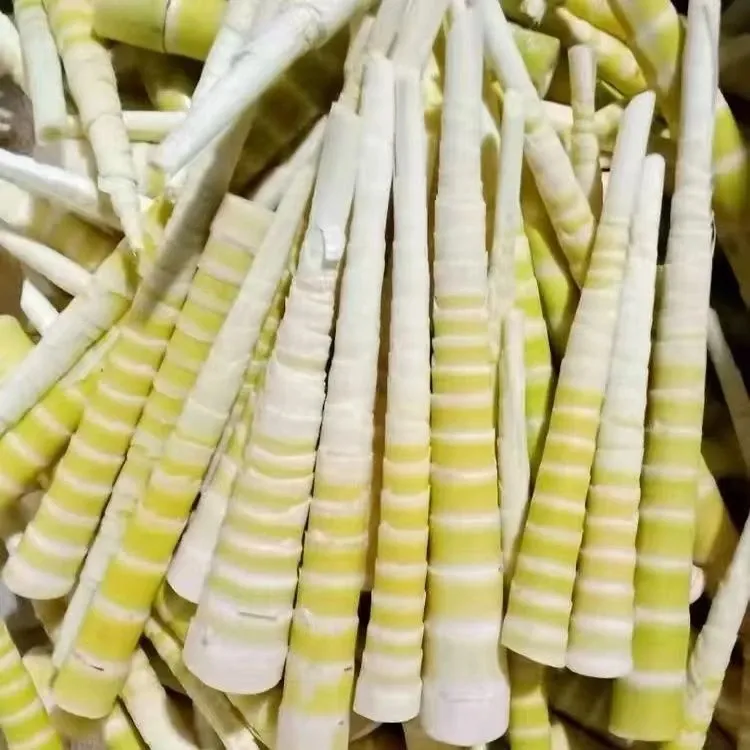 方竹笋新鲜小野笋罗汉笋去壳火锅专用笋脆嫩笋尖餐饮商用当季鲜笋