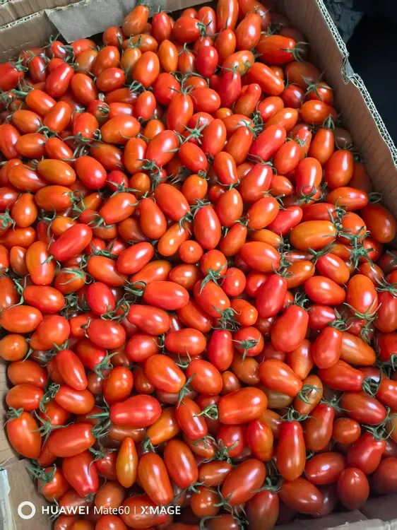 丹东东港正宗后墙409花生柿子三斤包邮好吃