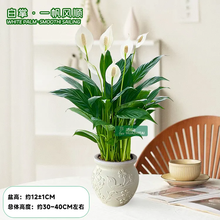 【一帆风顺】花卉绿植懒人（约30~40CM）土培白掌室内好养美化环境