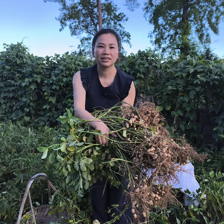 宁化本地新鲜花生,手工湿籽花生