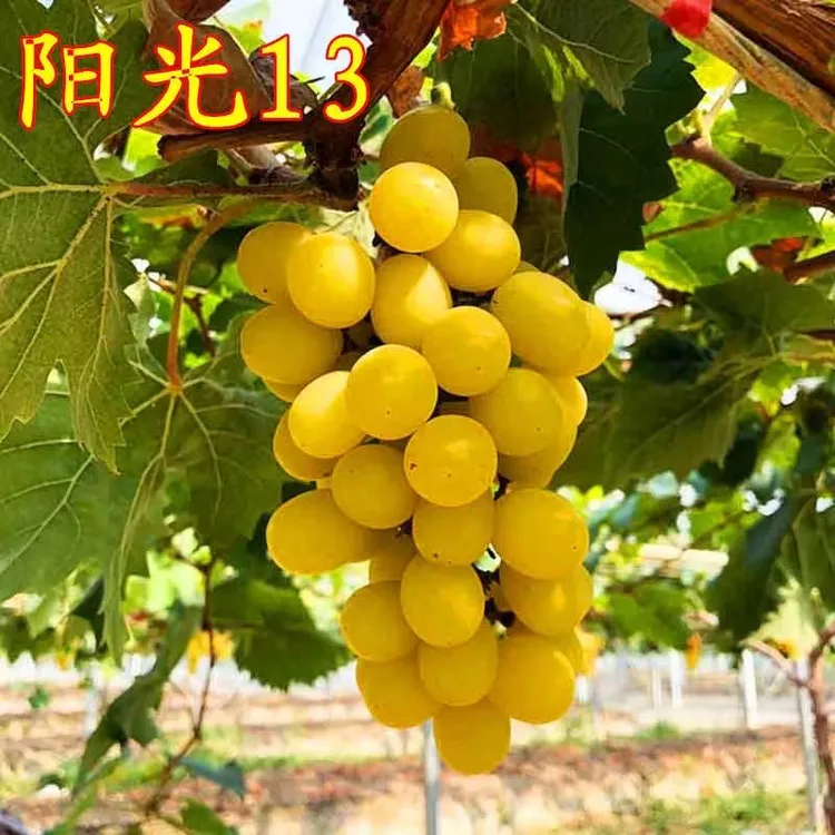 阳光视频13葡萄树苗（爬藤的）南北方均可种植荔枝树蓝莓树皇后果树