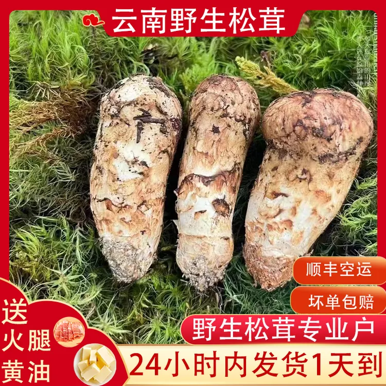 【顺丰空运】2025年新鲜松茸菌云南香格里拉产地食用野蘑菇菌子现货