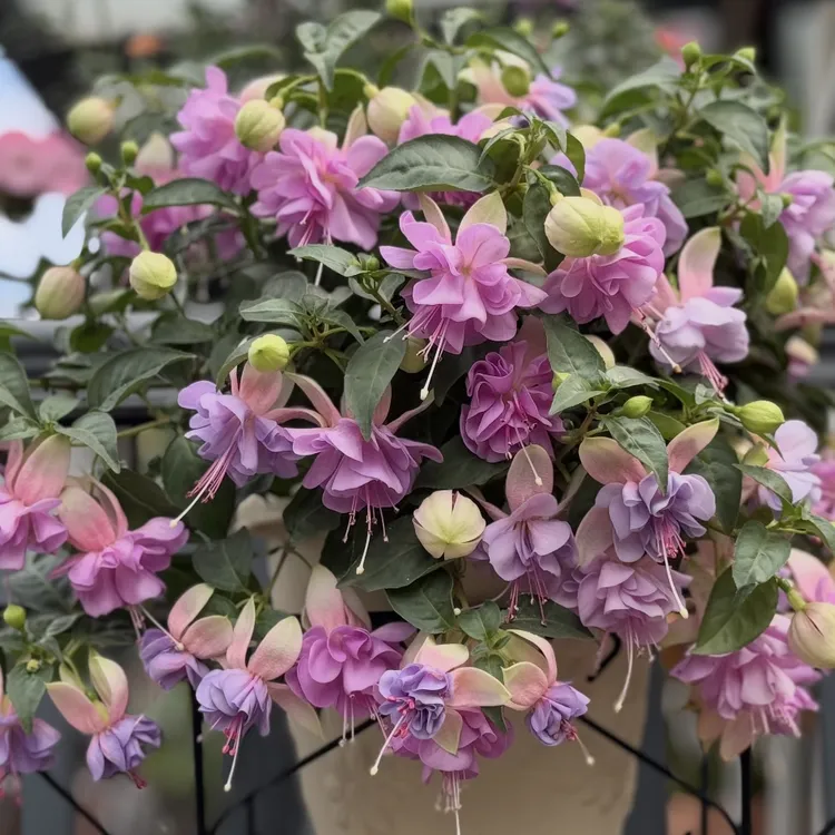 紫鸢倒挂金钟丛生盆栽多年生花园阳台木本植物倒挂金钟