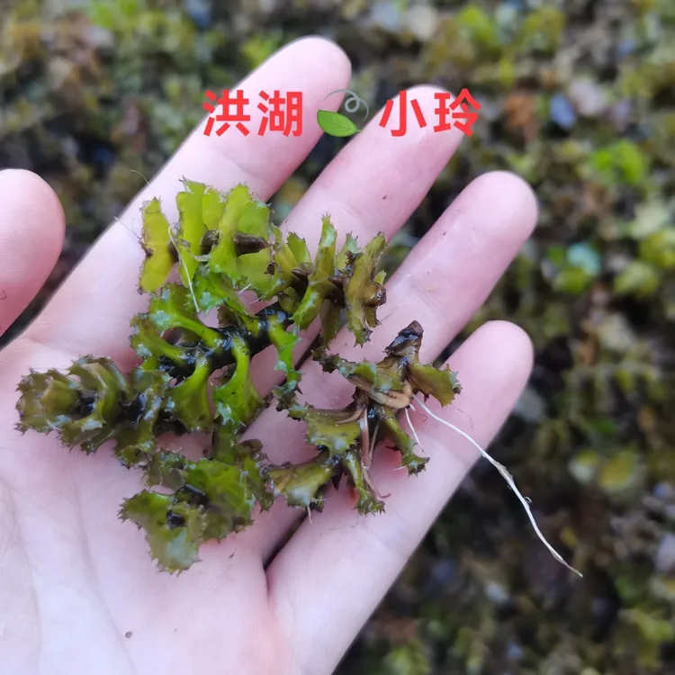精品麦黄草籽【25斤一份】菹草种虾草鱼虾蟹养殖耐低温水草净化水质