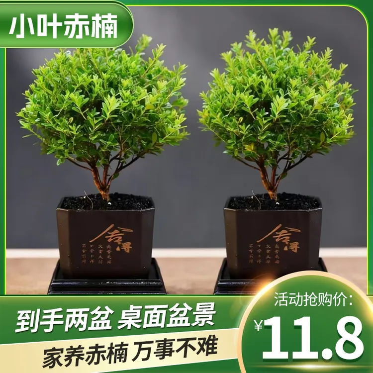 【小叶赤楠】(到手两盆)老桩盆景茶室绿植净化空气美观造型盆栽 商品图