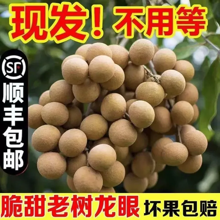 顺丰冷链广东高州新鲜现摘储良龙眼5斤/10斤包邮