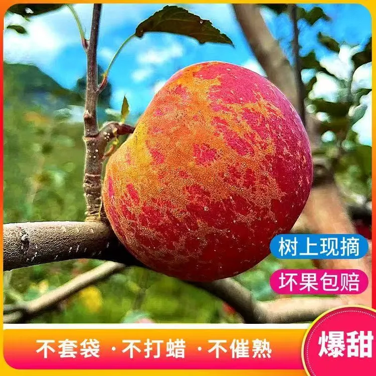 【昭通丑苹果】正宗云南昭通应季红苹果昭通冰糖心丑苹果新鲜脆甜