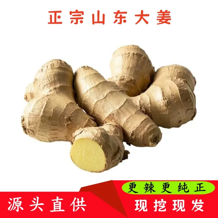 山东特产大黄姜整块辛辣味纯正源头直供
