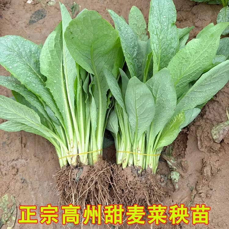 广东高州甜麦菜圆叶尖叶带头带泥发货四季种植阳台口感甜软苦麦菜