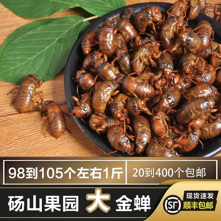顺丰包邮/2025年爬叉知了猴金蝉白蝉50只100只200只400只