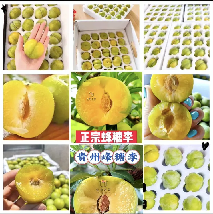 【品牌自播】正宗贵州蜂糖李壹何水果品牌发货顺丰包邮欢迎下单