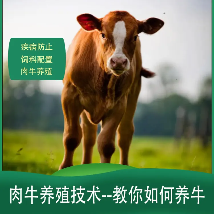 教你如何养殖牛养牛技术指导