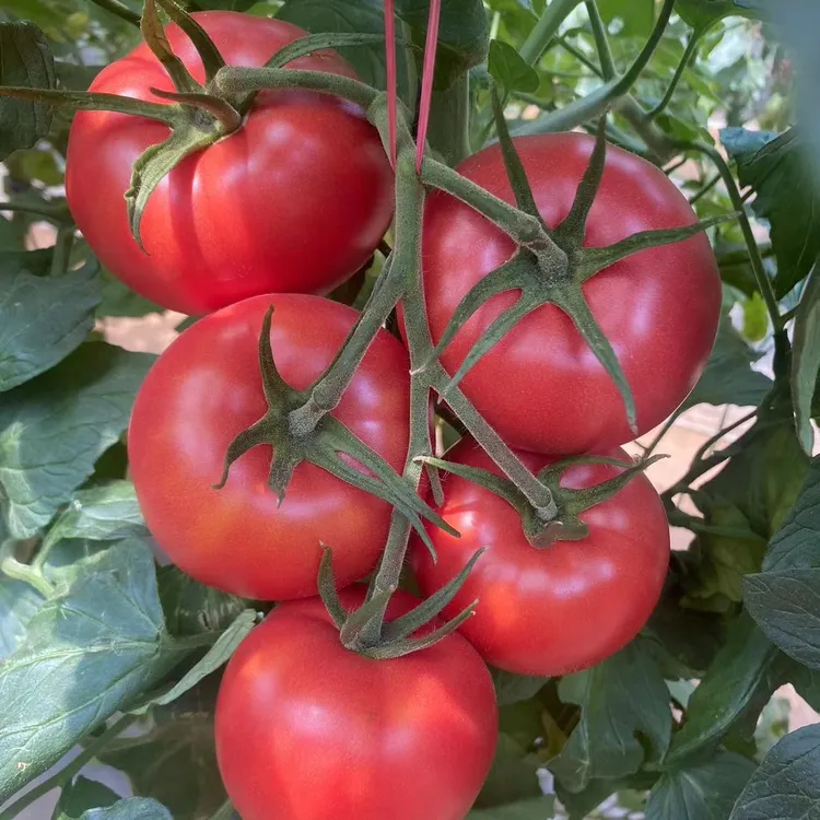 奇美口感大粉苗子种子水果番茄草莓番茄种苗顺丰包邮坏损包赔