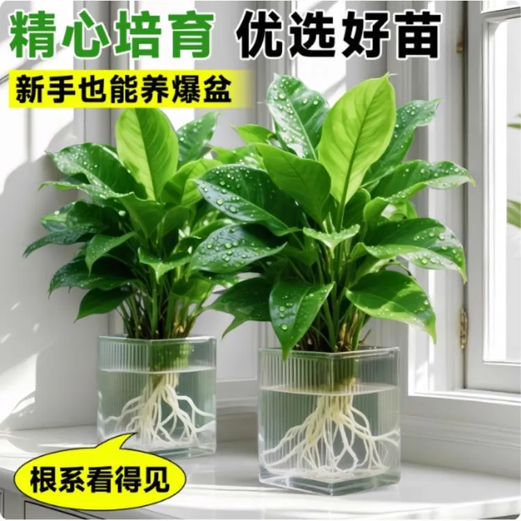 水培大叶金钻绿植绿公主盆栽带花苞室内纯水养植物办公室桌面花卉商品图