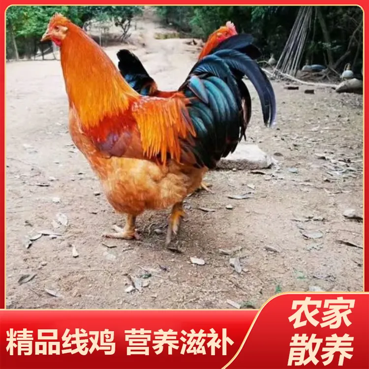 阉鸡阉公鸡线鸡散养走地鸡农家土阉鸡白切鸡走地鸡杂粮散养鸡
