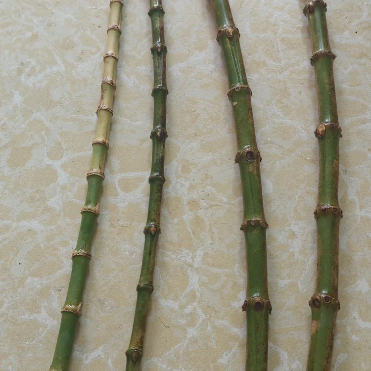 红心爆密文玩玉竹新鲜料宽1.2cm一1.5cm长80cm一100cm(一根)密节