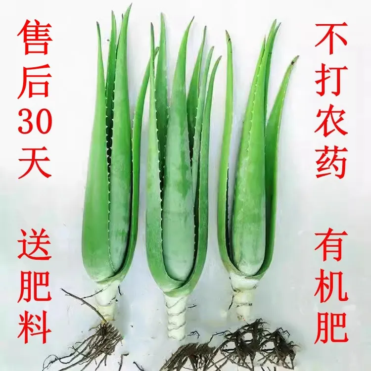 库拉索芦荟盆栽苗植物室内美容灌肤专用可以吃的芦荟新鲜可食用