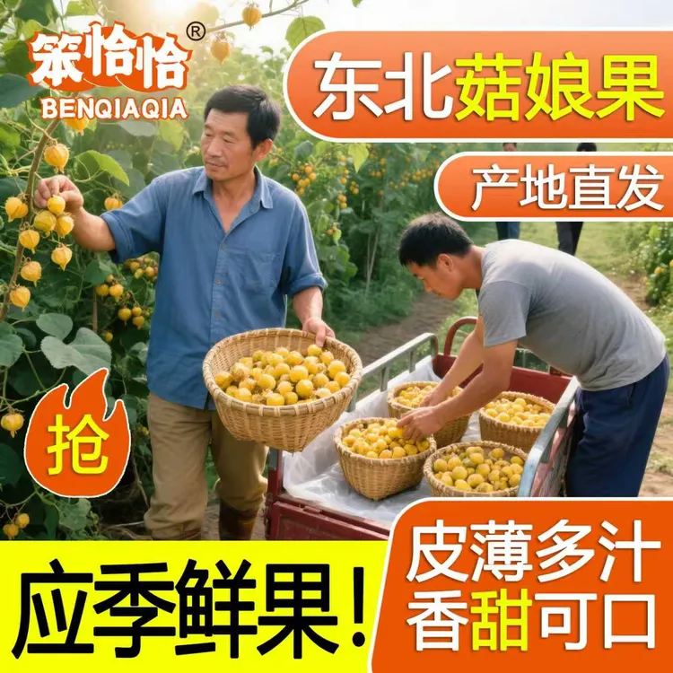 东北姑娘果灯笼果新鲜采摘【黑龙江产地直发】