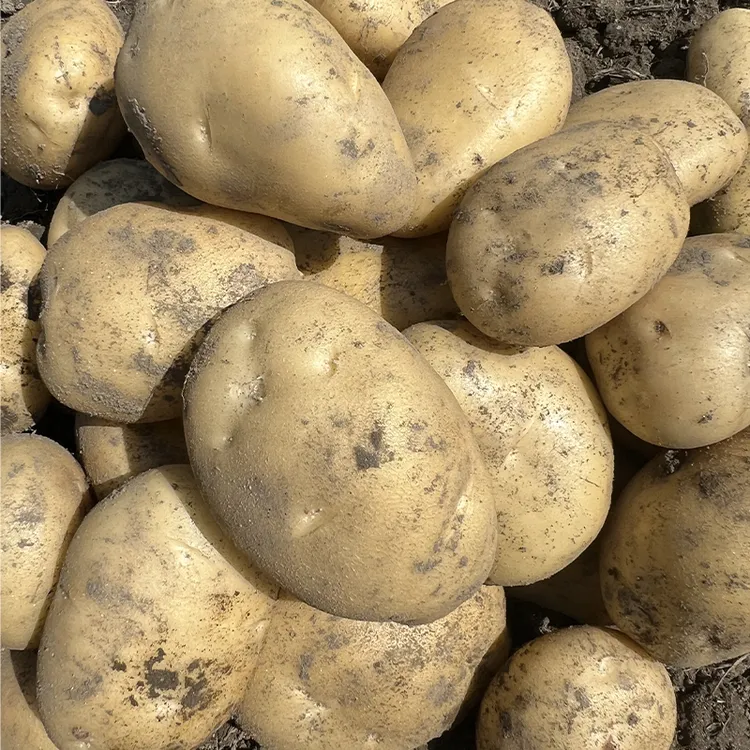 老品种土豆黄皮土豆软糯洋芋马铃薯黄肉土豆黄心洋芋蔬菜贵州土豆