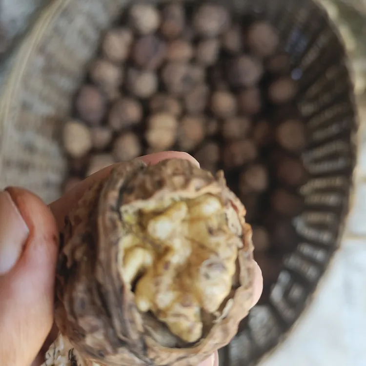 干核桃,云南无量山百年老树核桃,老品种油脂含量高,味道香甜。