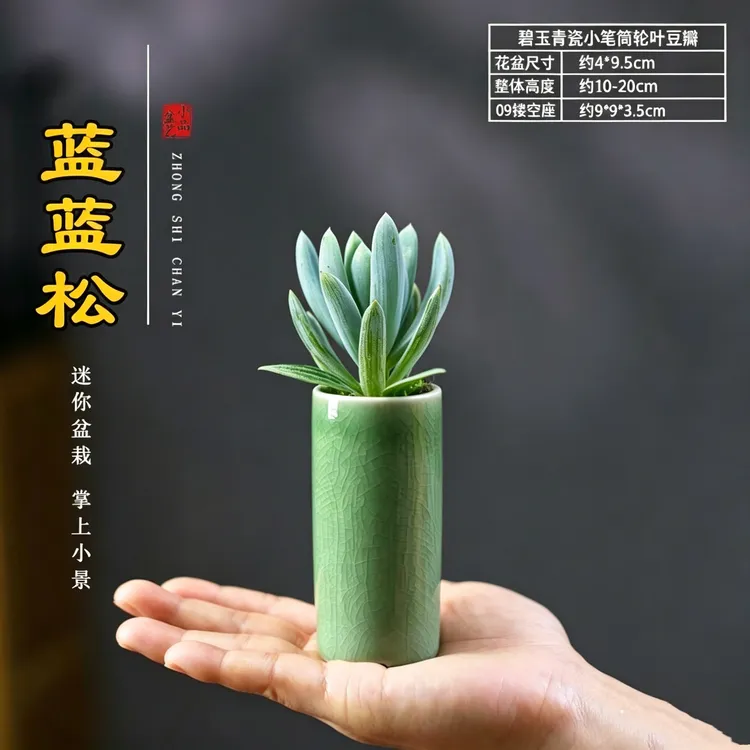 蓝松多肉植物稀有盆栽阳台办公室绿植花卉防辐射好养