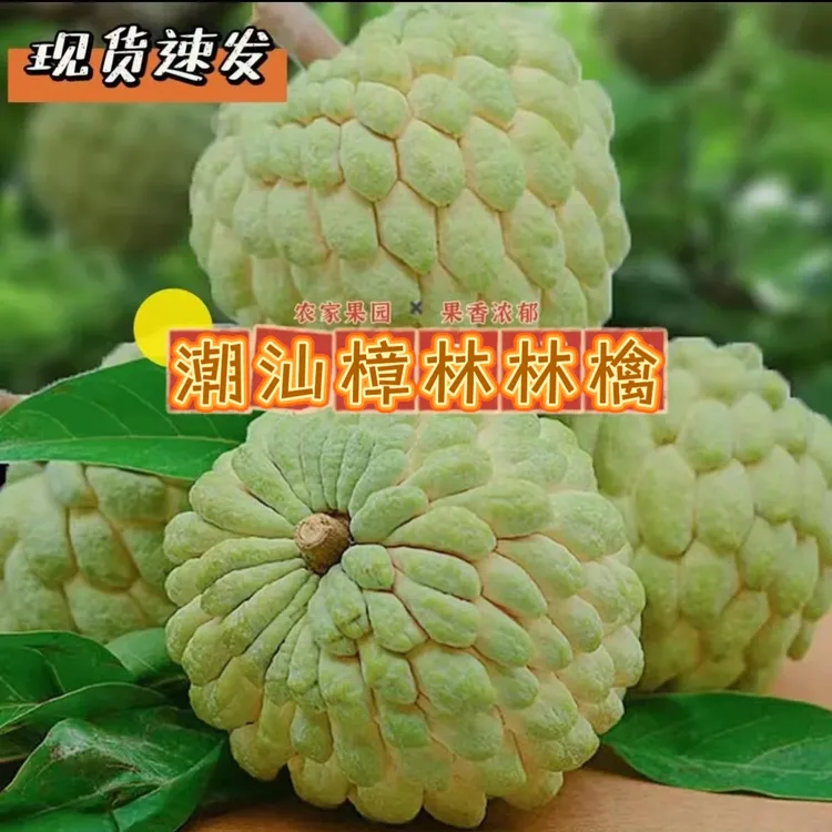 潮汕林檎大果番果荔枝 正宗樟林林檎牛奶释迦果 佛头现摘水果包邮