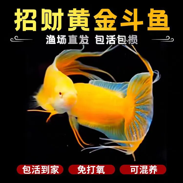 活体观赏鱼耐养斗鱼淡水耐养小鱼小型淡水鱼包邮冷水鱼不用打氧气