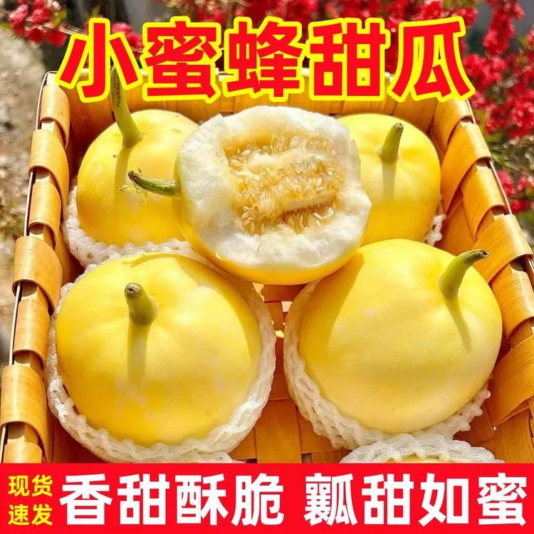 【到手五斤】山东头茬小蜜蜂甜瓜星甜20脆甜多汁新鲜现摘jc