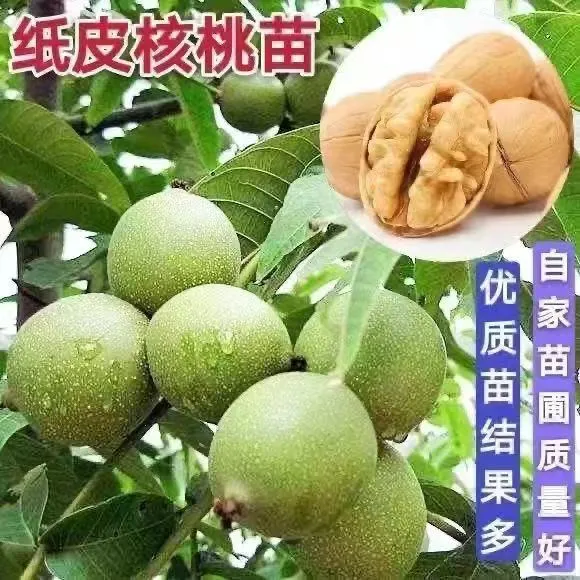 核桃树苗果树苗薄皮核桃8518纸皮核桃苗地栽核桃苗当年结果耐寒