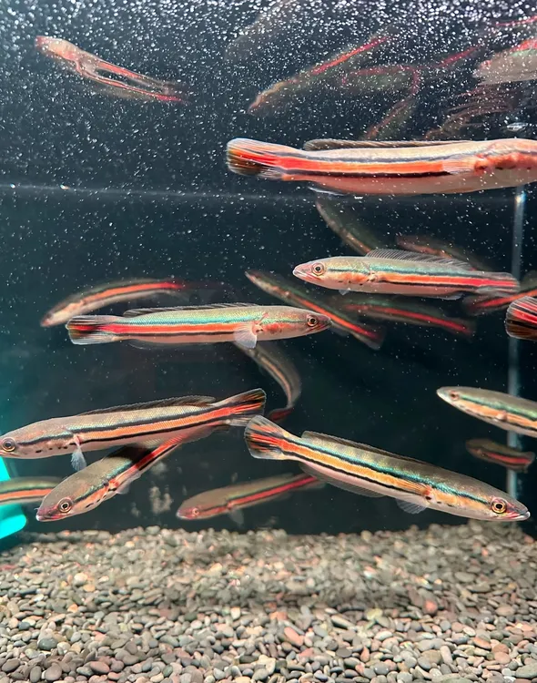 野生铅笔雷龙泰国多曼鱼小盾醴黄魔神猛鱼观赏鱼热带鱼大型鱼