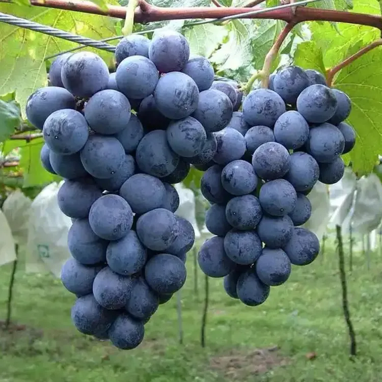 巨峰【嫁接苗葡萄苗葡萄树】贝达粘木