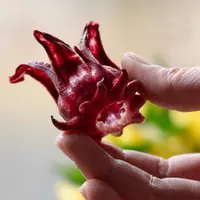 【洛神花】精挑云南冻干洛神花