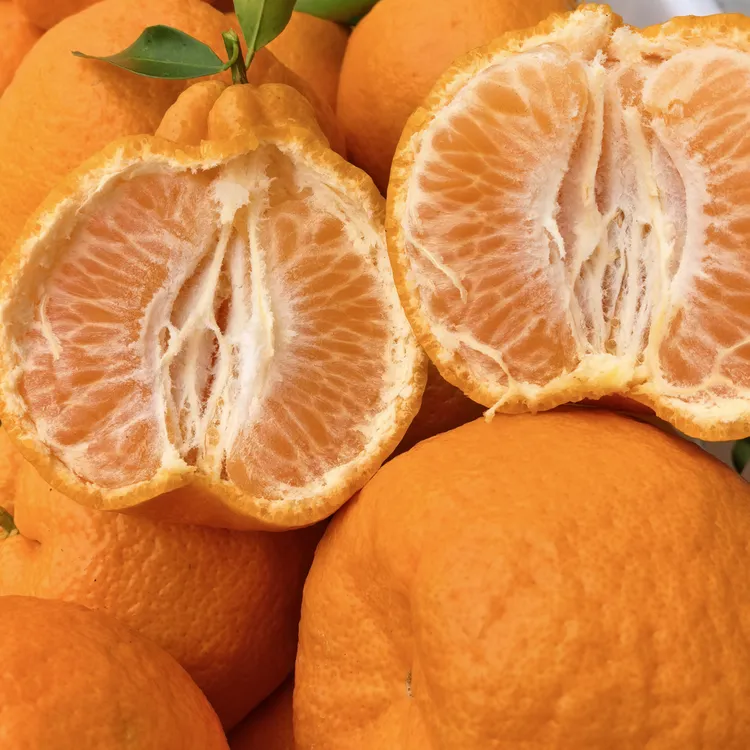 中国柑橘之乡眉山高台椪柑现摘现发