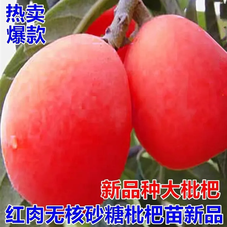 【无核砂糖枇杷】红肉杷苗无籽苗新品枇杷树苗南北方种植耐寒果树苗商品图