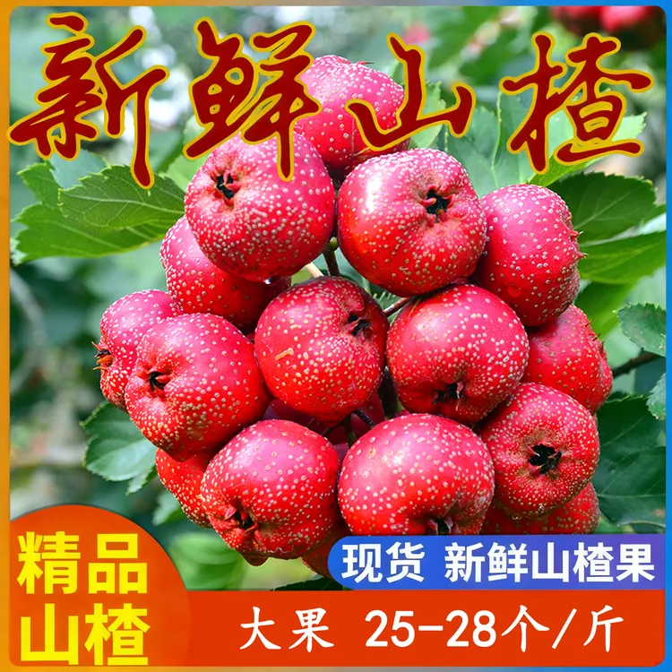 山东大金星（大果.一斤27新鲜山楂果现摘现发特级特大红