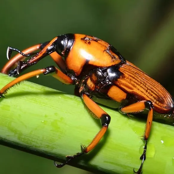 云南特色新鲜竹象虫现炒长鼻象甲虫油炸烧烤虫子食用高蛋白质昆虫