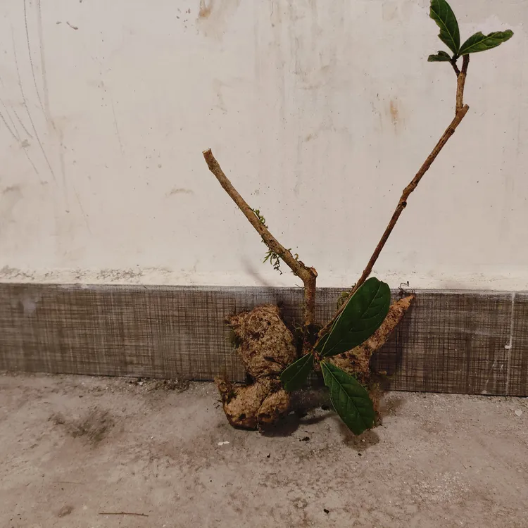 高海拔树萝卜观看花卉