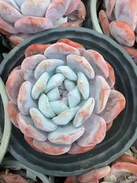 110#大梦露单头（7-10cm）脱土