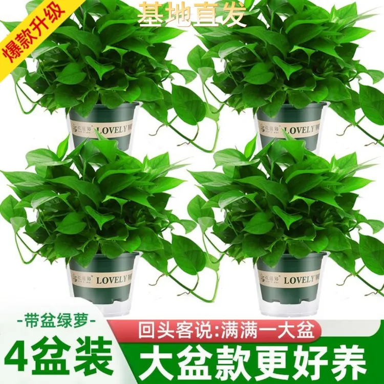 【宠粉福利】绿萝水培绿植盆栽花卉净化空气植物吸除甲醛室内办公室