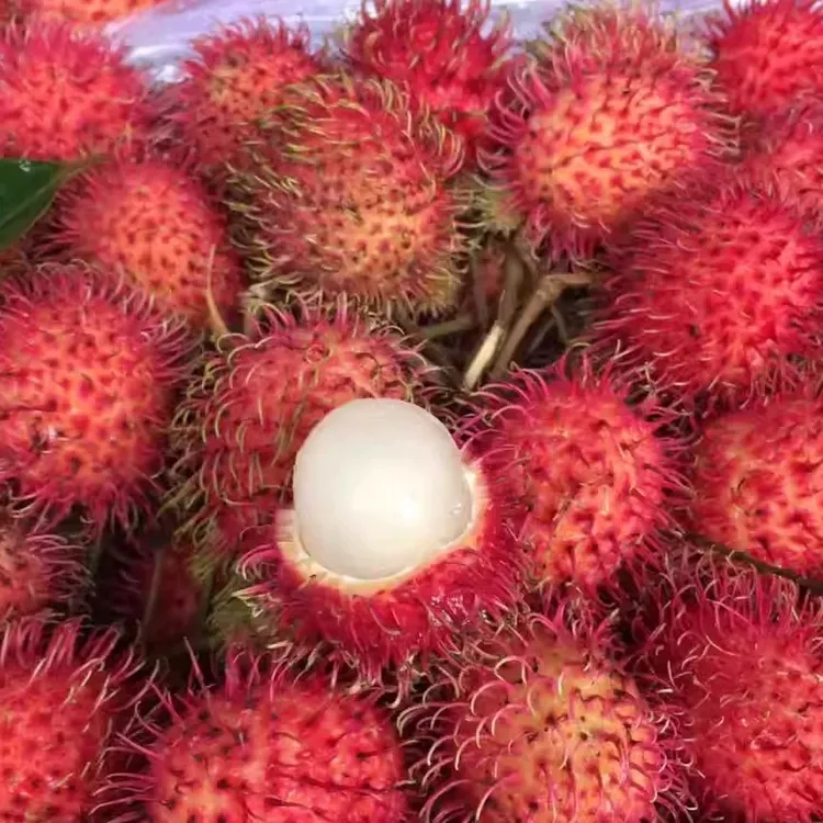 【顺丰到家】现货红毛丹现摘现发新鲜水果毛荔枝孕妇当季水果商品图