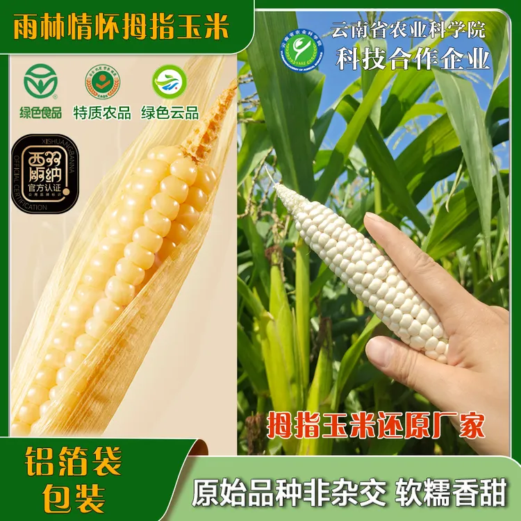 雨林情怀绿色食品白糯拇指玉米0脂云南拇指玉米非转基因手指玉米