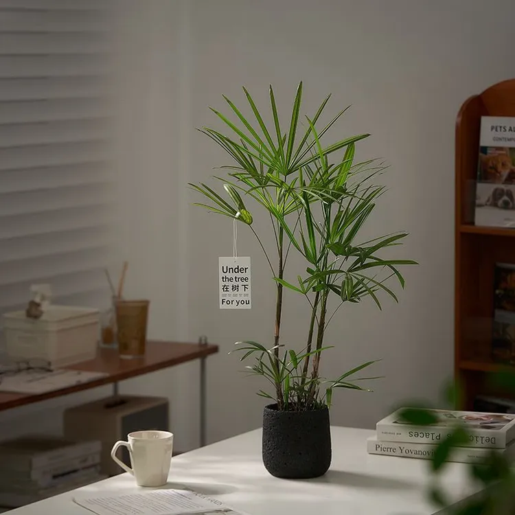 细叶棕竹小叶棕竹绿植净化空气植物盆栽室内耐荫耐寒客厅阳台