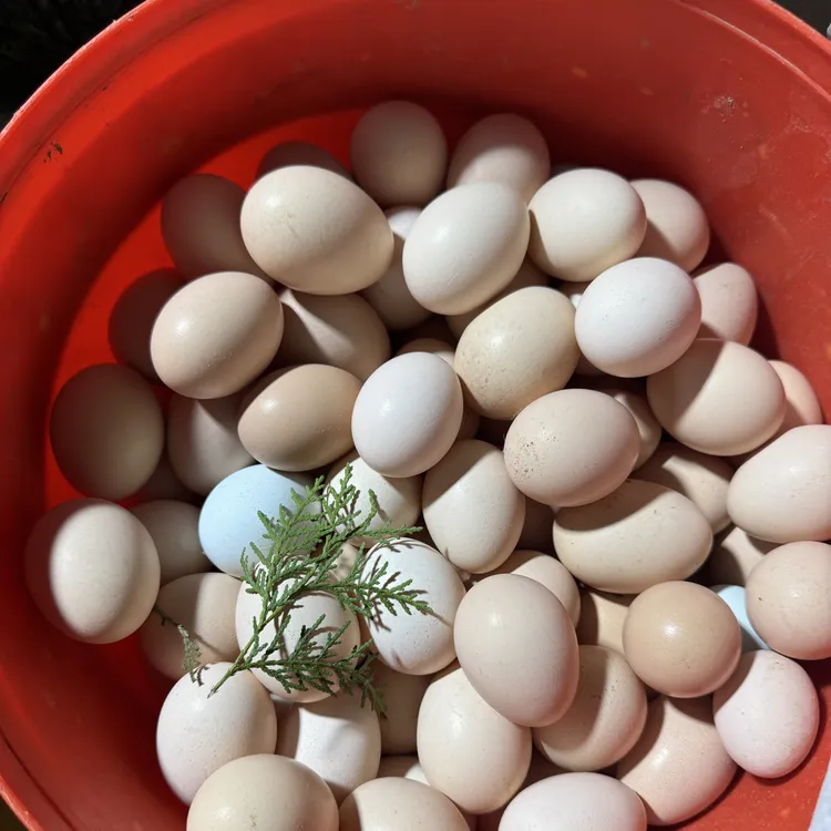 千亩山地正宗散养土鸡蛋，香气浓郁，回味无穷，五十枚顺丰包邮