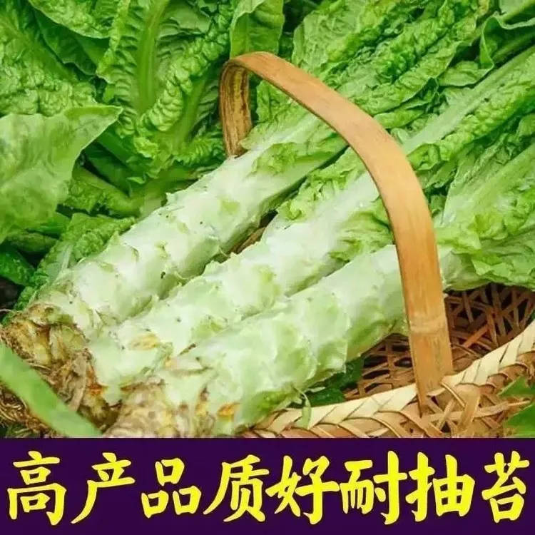 耐寒莴笋苗红皮青皮莴笋秧苗秋冬季蔬菜菜苗四季秧苗
